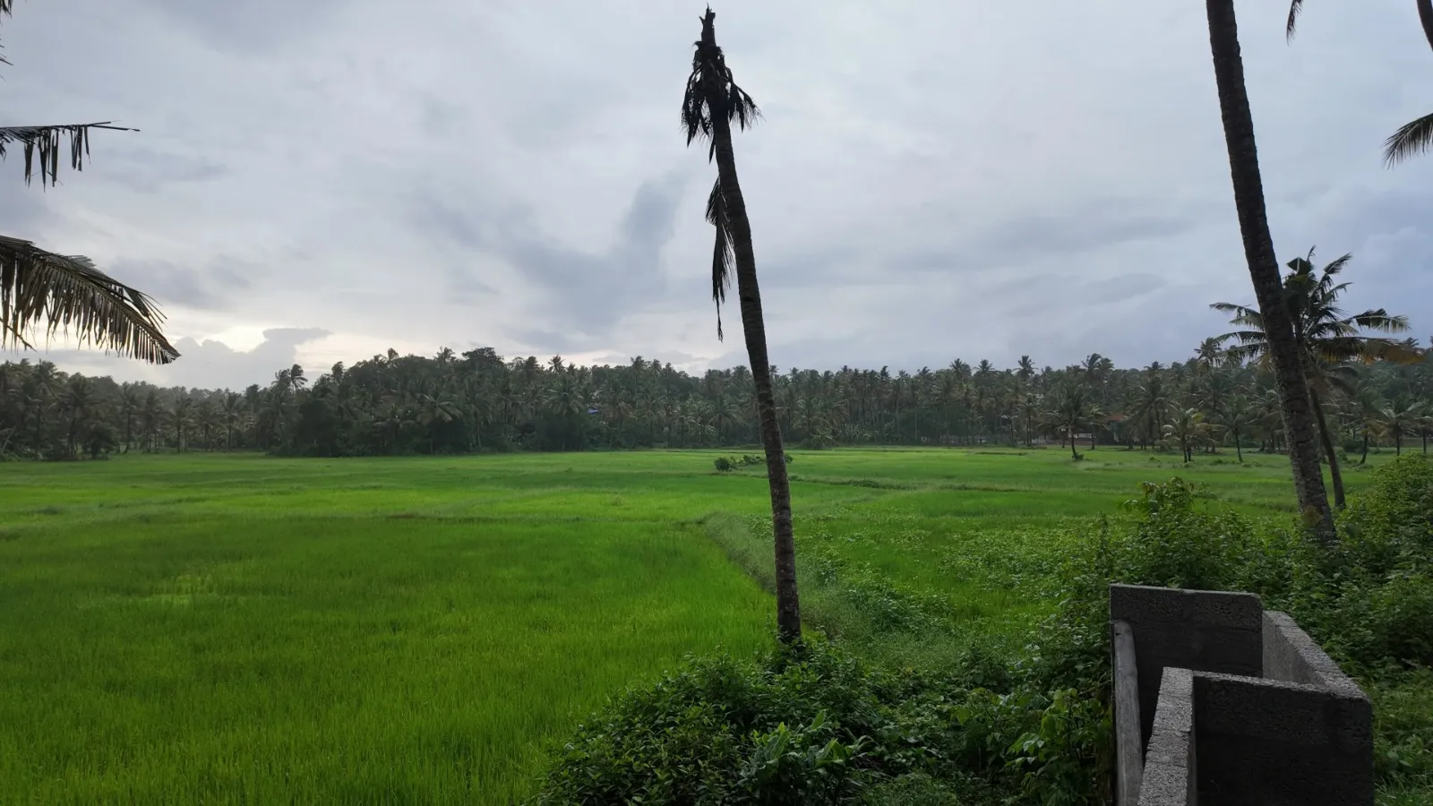 Doctors Ayurveda Heritage Paddy Field