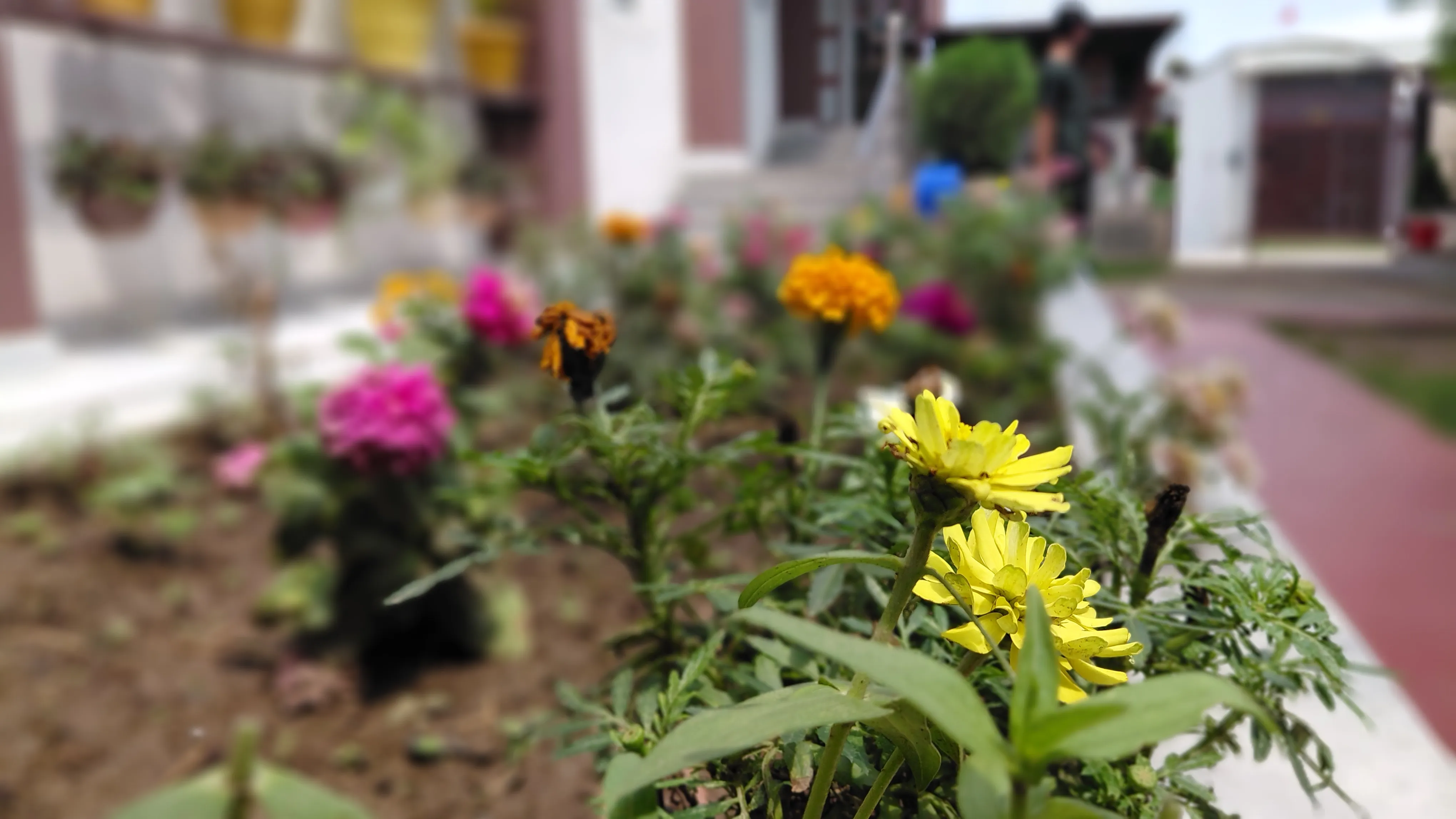 Yan Cure Flowers