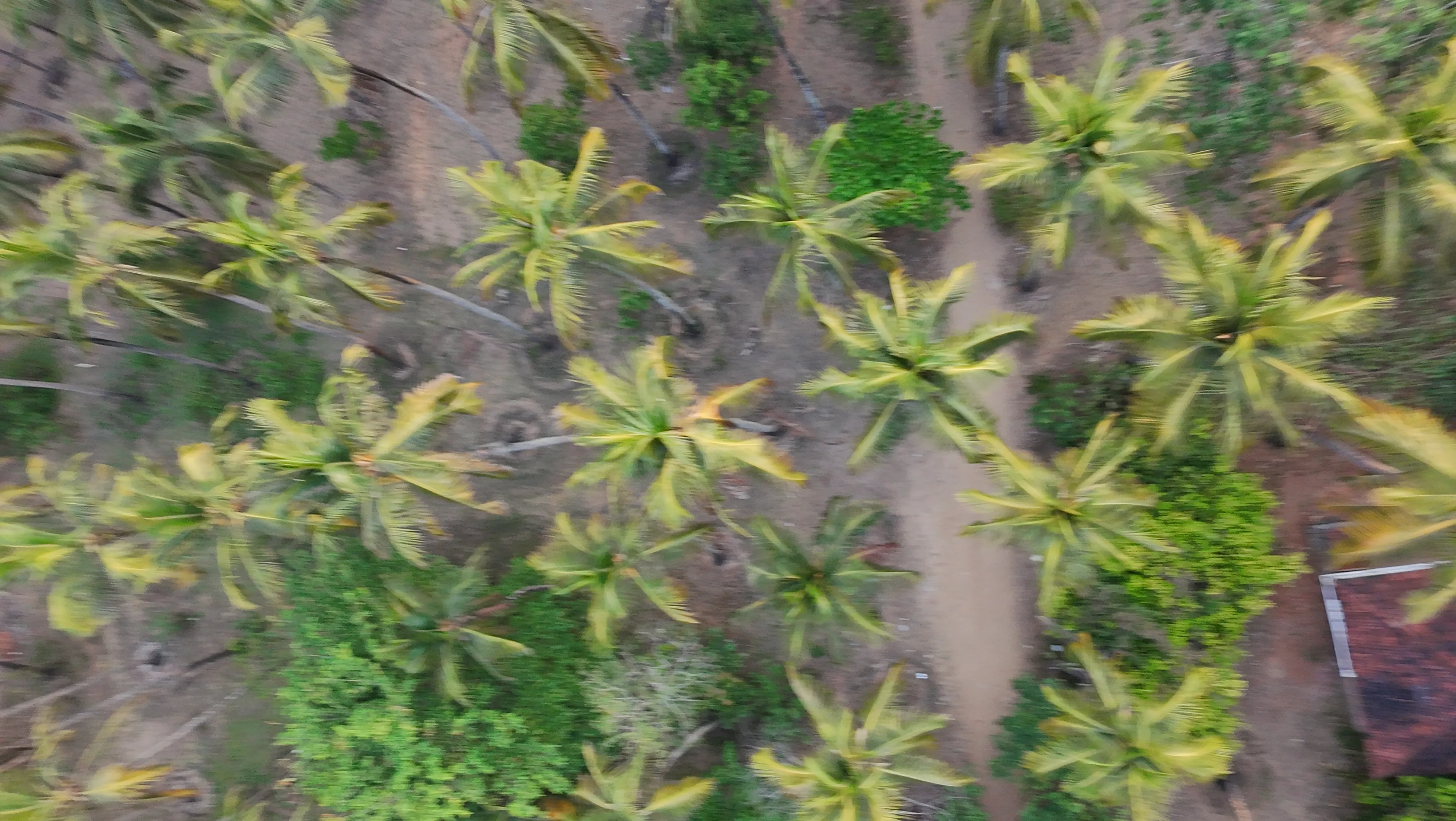 Rajah Eco Beach Drone