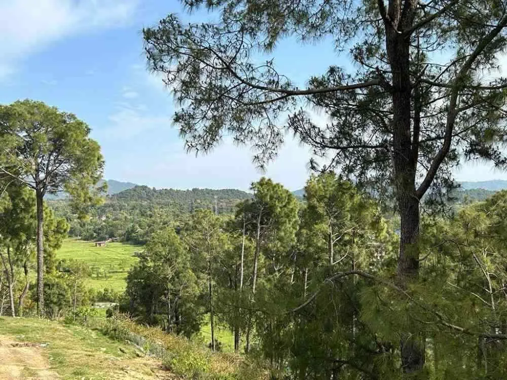 Himveda Pine forest view