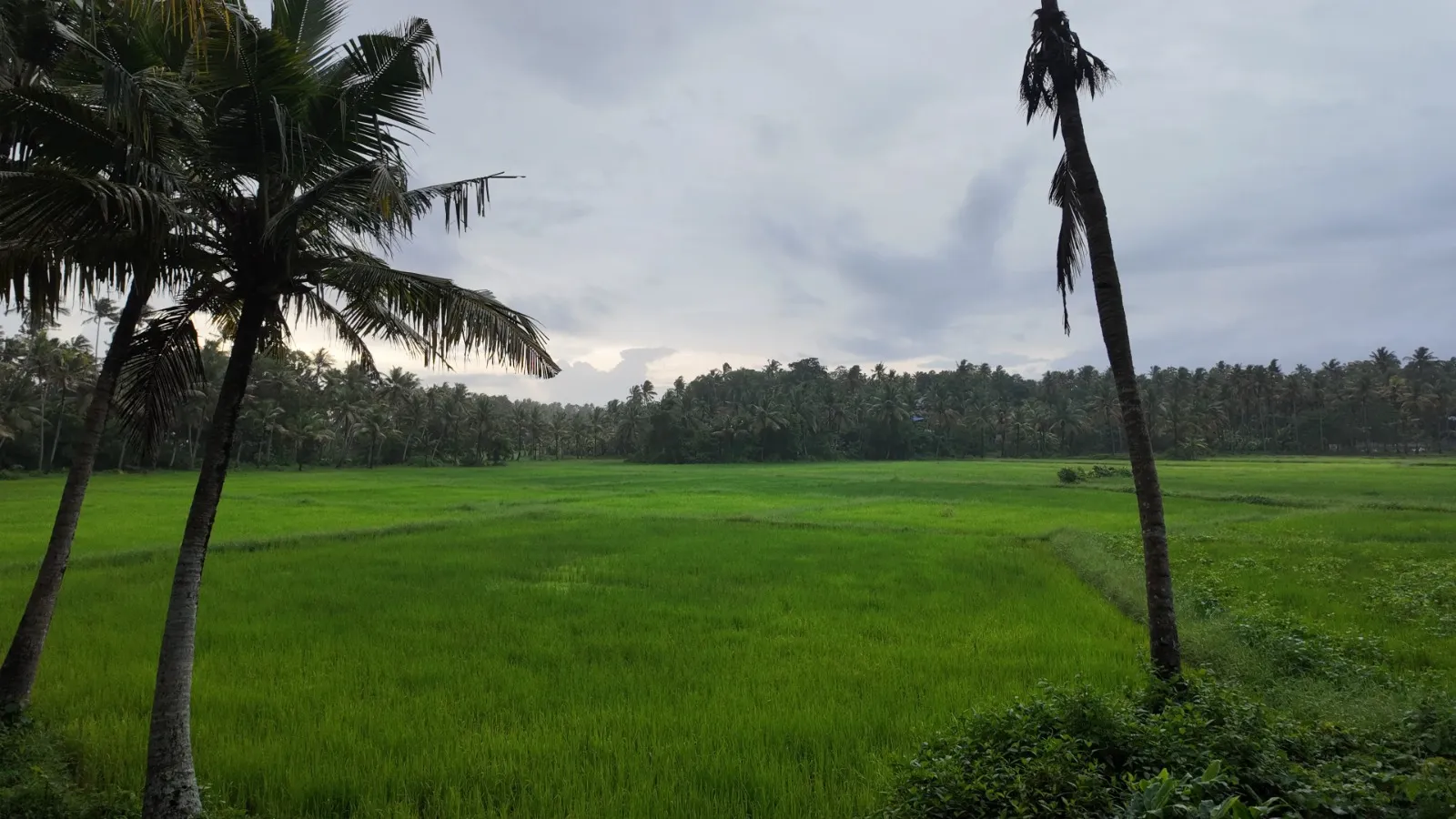 Doctors Ayurveda Heritage Paddy Field View