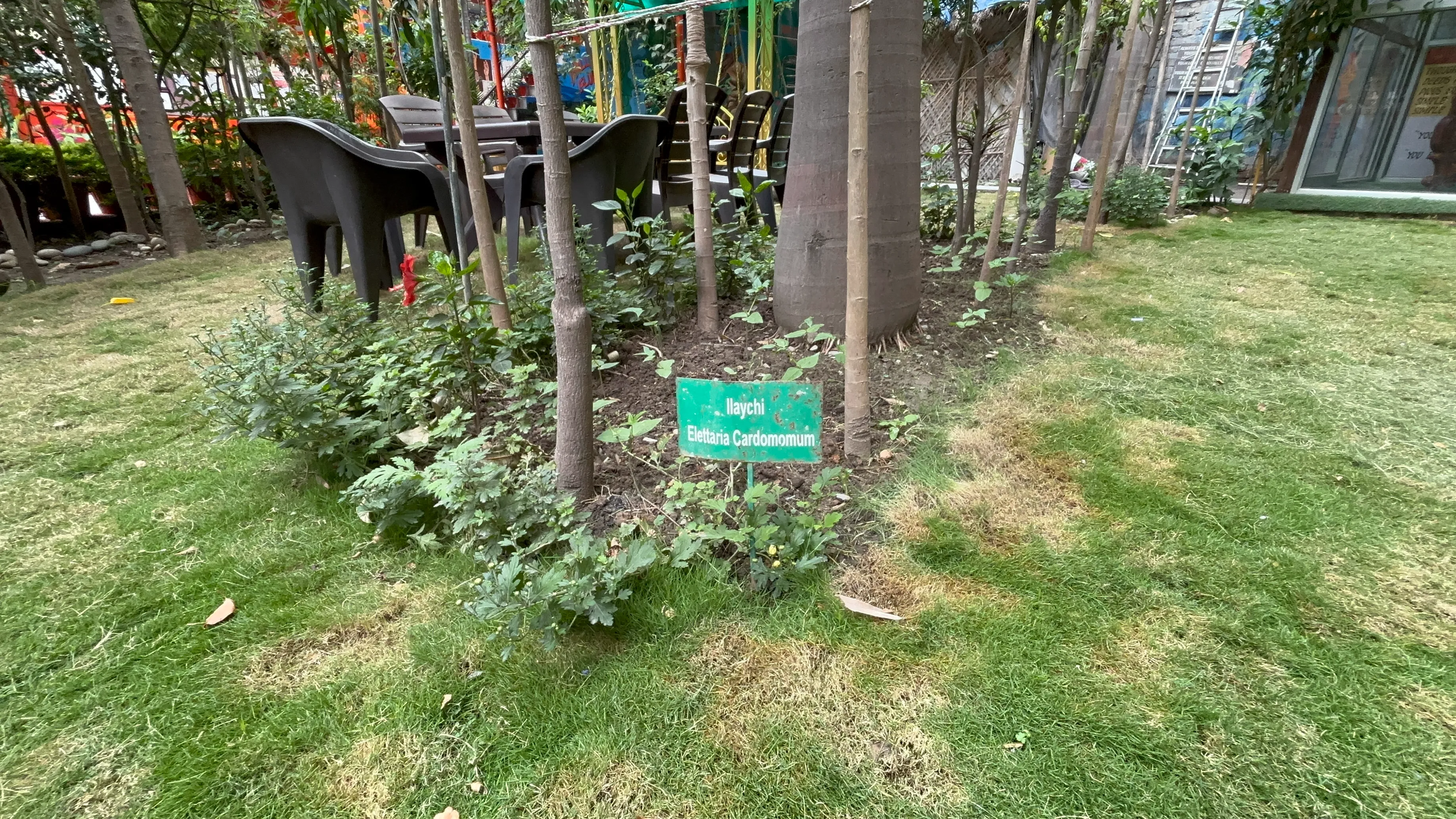 Maa Yoga Herbal plants